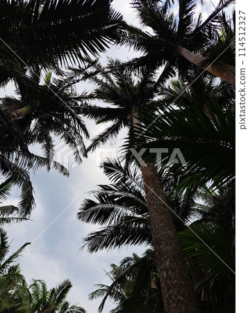 Okinawa Ishigaki Island Yonehara Yaeyama Palm Colony Okinawa Ishigaki Island Yonehara Yaeyama Palm Colony 114512327