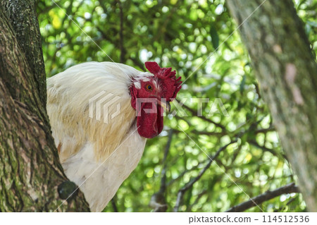 Pets. White cock close-up among trees 114512536