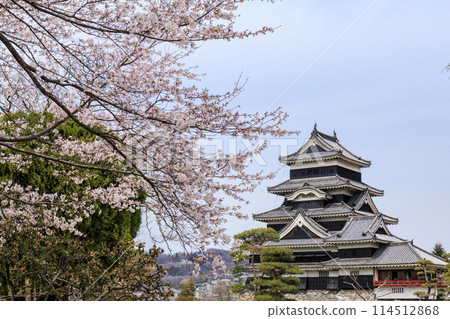 Matsumoto castle and cherry blossoms Matsumoto castle and cherry blossoms 114512868