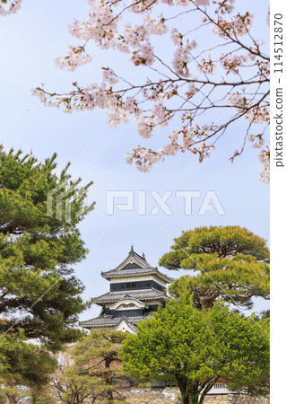 松本城堡和櫻花 114512870