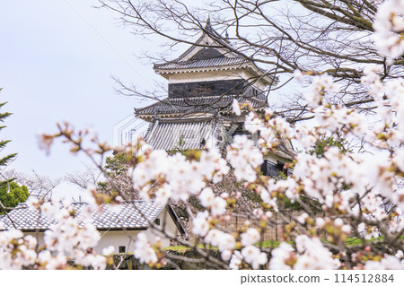 松本城堡和櫻花 114512884
