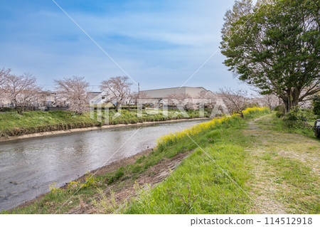 Scenery of the cherry blossom trees along Katsumata River in Makinohara City (Shizuoka Prefecture) Scenery of the cherry blossom trees along Katsumata River in Makinohara City (Shizuoka Prefecture) 114512918