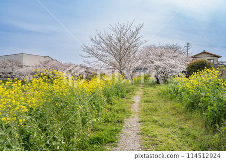 A view of the canola flowers in full bloom and the cherry blossom trees along the Katsumata River against the blue sky in Makinohara City (Shizuoka Prefecture) A view of the canola flowers in full bloom and the cherry blossom trees along the Katsumata River against the blue sky in Makinohara City (Shizuoka Prefecture) 114512924