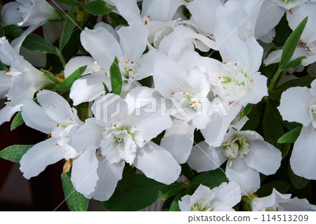 白萬葉杜鵑花 114513209