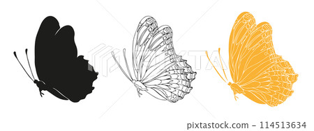 colorful butterfly isolated on white colorful butterfly isolated on white 114513634