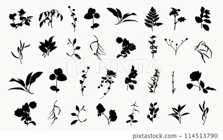 Botanical Floral Silhouettes Set Hand Drawn Plants Botanical Floral Silhouettes Set Hand Drawn Plants 114513790