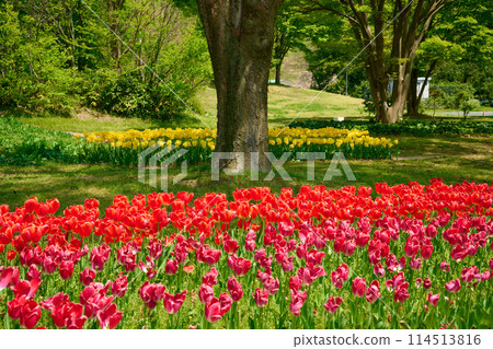 充滿盛開的鬱金香的公園風景 114513816