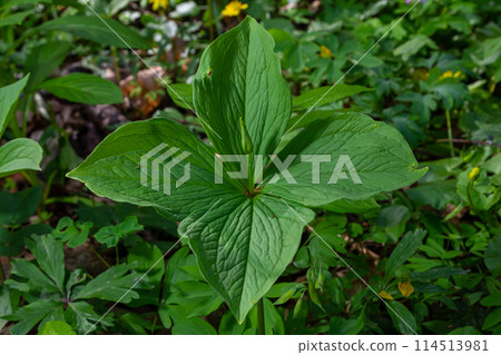 Paris quadrifolia in bloom. It is commonly known as herb Paris or true lover's knot Paris quadrifolia in bloom. It is commonly known as herb Paris or true lover's knot 114513981