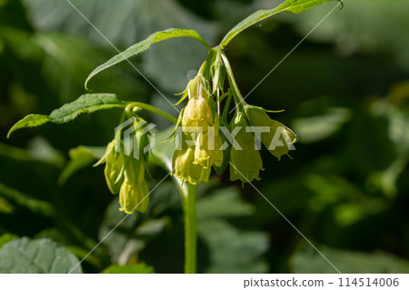 Flowering Symphytum tuberosum in the forest, spring-early summer, natural environment. Medicinal plant 114514006