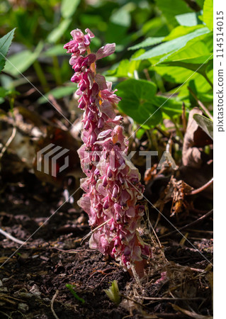 In the spring, Lathraea squamaria grows in the wild in the wild 114514015