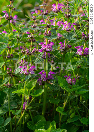 Pink flowers of spotted dead-nettle Lamium maculatum. Medicinal plants in the garden 114514020