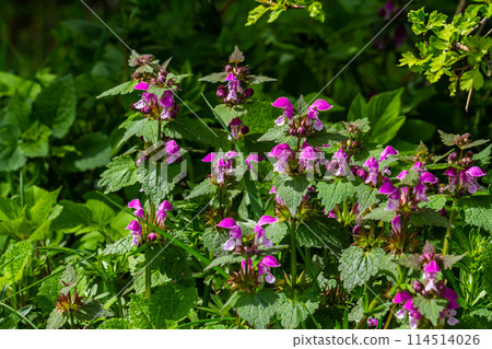 Pink flowers of spotted dead-nettle Lamium maculatum. Medicinal plants in the garden 114514026