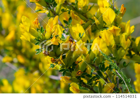 Chamaecytisus ruthenicus blooms in the wild in spring Chamaecytisus ruthenicus blooms in the wild in spring 114514031