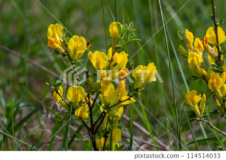 Chamaecytisus ruthenicus blooms in the wild in spring 114514033