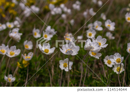 Anemonoides sylvestris Anemone sylvestris, known as snowdrop anemone or snowdrop windflower, is a perennial plant flowering in spring Anemonoides sylvestris Anemone sylvestris, known as snowdrop anemone or snowdrop windflower, is a perennial plant flowering in spring 114514044