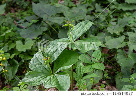 Paris quadrifolia in bloom. It is commonly known as herb Paris or true lover's knot Paris quadrifolia in bloom. It is commonly known as herb Paris or true lover's knot 114514057