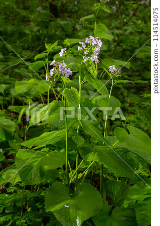 In spring, Lunaria rediviva blooms in the wild in the forest In spring, Lunaria rediviva blooms in the wild in the forest 114514075