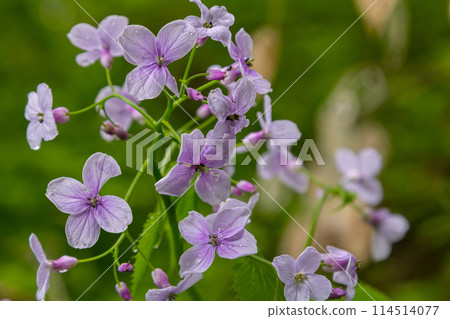 In spring, Lunaria rediviva blooms in the wild in the forest 114514077