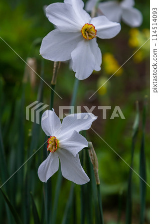 Daffodil flower Pheasant's Eye, Poeticus Narcissus, a classic white flower with short and small yellow cup 114514093
