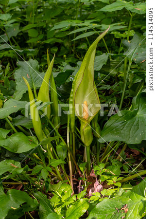 Cuckoopint or Arum maculatum arrow shaped leaf, woodland poisonous plant in family Araceae. arrow shaped leaves. Other names are nakeshead, adder's root, arum, wild arum, arum lily, lords-and-ladies 114514095