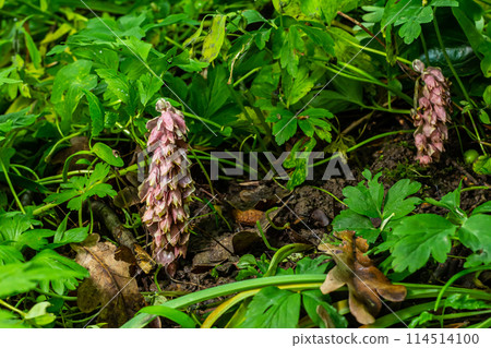 In the spring, Lathraea squamaria grows in the wild in the wild 114514100