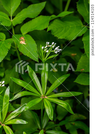 Woodruff, Galium odoratum is a spice and medicinal plant that grows in the forest Woodruff, Galium odoratum is a spice and medicinal plant that grows in the forest 114514103