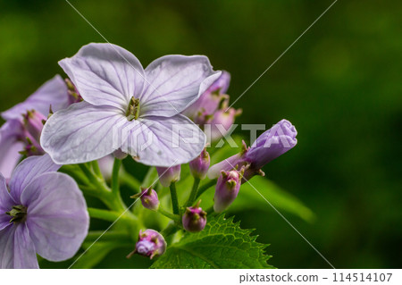 Lunaria rediviva, known as perennial honesty. Beautiful light purple flowers in bloom 114514107