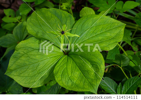 Paris quadrifolia in bloom. It is commonly known as herb Paris or true lover's knot Paris quadrifolia in bloom. It is commonly known as herb Paris or true lover's knot 114514111