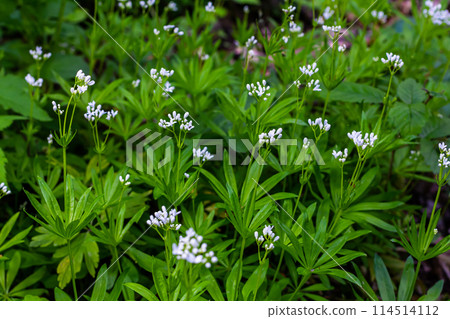Woodruff, Galium odoratum is a spice and medicinal plant that grows in the forest Woodruff, Galium odoratum is a spice and medicinal plant that grows in the forest 114514112