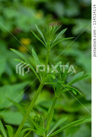 The Cleavers Galium aparine have been used in the traditional medicine for treatment of disorders of the diuretic, lymph systems and as a detoxifier 114514114