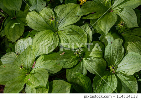 Paris quadrifolia in bloom. It is commonly known as herb Paris or true lover's knot Paris quadrifolia in bloom. It is commonly known as herb Paris or true lover's knot 114514118