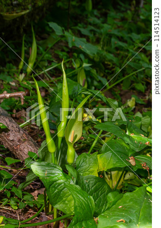 Cuckoopint or Arum maculatum arrow shaped leaf, woodland poisonous plant in family Araceae. arrow shaped leaves. Other names are nakeshead, adder's root, arum, wild arum, arum lily, lords-and-ladies Cuckoopint or Arum maculatum arrow shaped leaf, woodland poisonous plant in family Araceae. arrow shaped leaves. Other names are nakeshead, adder's root, arum, wild arum, arum lily, lords-and-ladies 114514123