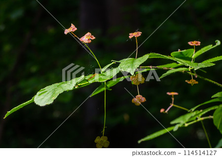 Little flowers of Euonymus verrucosus or spindle tree 114514127