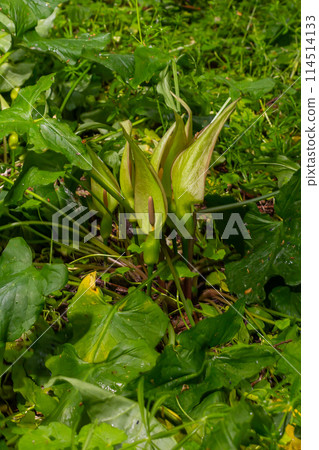 Cuckoopint or Arum maculatum arrow shaped leaf, woodland poisonous plant in family Araceae. arrow shaped leaves. Other names are nakeshead, adder's root, arum, wild arum, arum lily, lords-and-ladies Cuckoopint or Arum maculatum arrow shaped leaf, woodland poisonous plant in family Araceae. arrow shaped leaves. Other names are nakeshead, adder's root, arum, wild arum, arum lily, lords-and-ladies 114514133