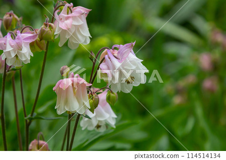 Blooming Aquilegia, columbine plant in the garden. beautiful floral spring background Blooming Aquilegia, columbine plant in the garden. beautiful floral spring background 114514134