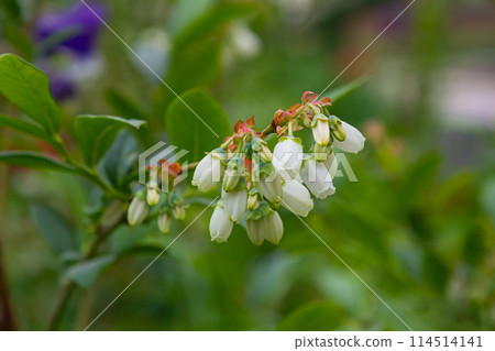 White blueberry buds on a bush. Blueberry bud twig. White flowers. Macro perspective. Bush growing in a garden. Nature during summer, spring White blueberry buds on a bush. Blueberry bud twig. White flowers. Macro perspective. Bush growing in a garden. Nature during summer, spring 114514141