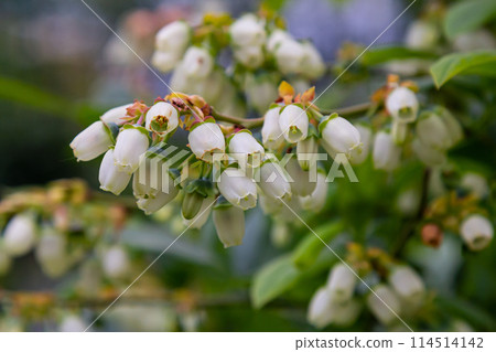 White blueberry buds on a bush. Blueberry bud twig. White flowers. Macro perspective. Bush growing in a garden. Nature during summer, spring 114514142