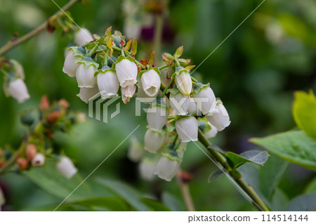 White blueberry buds on a bush. Blueberry bud twig. White flowers. Macro perspective. Bush growing in a garden. Nature during summer, spring White blueberry buds on a bush. Blueberry bud twig. White flowers. Macro perspective. Bush growing in a garden. Nature during summer, spring 114514144