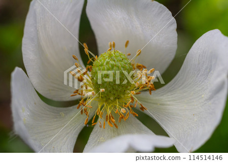 Anemonoides sylvestris Anemone sylvestris, known as snowdrop anemone or snowdrop windflower, is a perennial plant flowering in spring Anemonoides sylvestris Anemone sylvestris, known as snowdrop anemone or snowdrop windflower, is a perennial plant flowering in spring 114514146