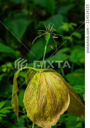 Paris quadrifolia in bloom. It is commonly known as herb Paris or true lover's knot Paris quadrifolia in bloom. It is commonly known as herb Paris or true lover's knot 114514155