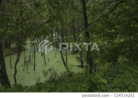 Swamp in the forest 114514281