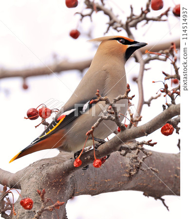 Bohemian Waxwing perched on a tree branch, Canada Bohemian Waxwing perched on a tree branch, Canada 114514937