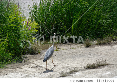 Stork on a walk. Stork on a walk. 114514995