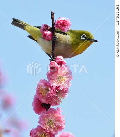 White-eye in the red plum blossoms in full bloom (dynamic image) (spring image) 114515161
