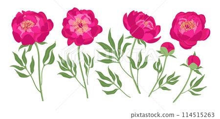 Set of peony flowers elements. Botanical illustration. Collection of peonies on a white background Set of peony flowers elements. Botanical illustration. Collection of peonies on a white background 114515263