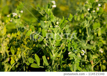 Flowers of pea with pods in the vegetable garden over blurry background.. Flowers of pea with pods in the vegetable garden over blurry background.. 114515340