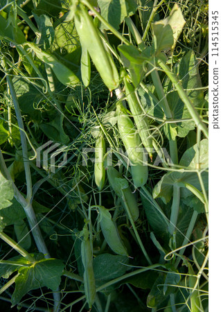 Sugar peas with flowers and pods in the vegetable garden over blurry background.. 114515345