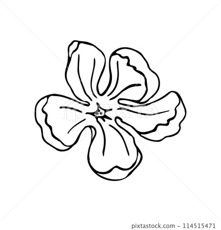 Magnolia flower head, hand drawn elements for design of wedding card and invite.Isolate on white background 114515471