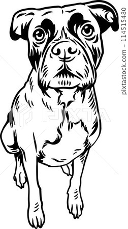 Funny Boxer - Dog Breed, Funny dog Vector File, detailed vector Funny Boxer - Dog Breed, Funny dog Vector File, detailed vector 114515480