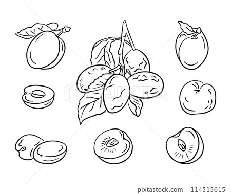 Doodle outline set with hand drawn plums. Monochrome vector sketchy drawings of groups of fruits on white background. Ideal for coloring pages, tattoo, pattern Doodle outline set with hand drawn plums. Monochrome vector sketchy drawings of groups of fruits on white background. Ideal for coloring pages, tattoo, pattern 114515615